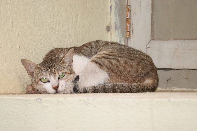 Un chat